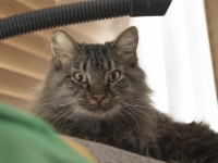 Hermes on top of couch DS  2